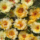 Moss Rose Yellow Portulaca Ground Cover 10000 Seeds Fresh Seeds