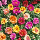 Moss Rose Sundial Ground Cover Plant Mix 500 Seeds Fresh Seeds