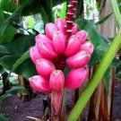 Musa Veluntina Red Banana Tree 50 Seeds Fresh Seeds