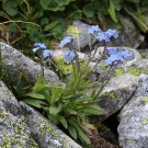 Myosotis Alpestris Blue Forget Me Not 10000 Seeds Fresh Seeds