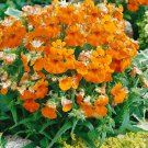 Nemesia Nemesia Strumosa Prince Orange Flower 5000 Seeds Fresh Seeds