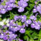 Nemesia Nemesia Strumosa Blue Gem Flower 10000 Seeds Fresh Seeds
