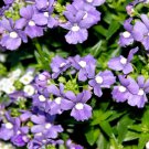 Nemesia Nemesia Strumosa Blue Gem Flower 5000 Seeds Fresh Seeds