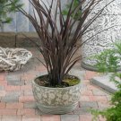 New Zealand Flax Purpureum Phormium Tenax Ornamental Grass 100 Seeds Fresh Seeds