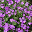Nierembergia Purple Robe Cup Flower Ground Cover 10000 Seeds Fresh Seeds
