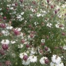 Nigella Nigella Damascena Albion Flower 1000 Seeds Fresh Seeds