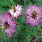 Nigella Rose Loveinamist Flower 1000 Seeds Fresh Seeds