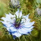 Nigella Blue Love In A Mist Flower 2000 Seeds Fresh Seeds