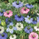 Nigella Loveinamist Flower Mix 1000 Seeds Fresh Seeds
