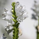Obedient Plant Physostegia Virginiana Pink Flower 1000 Seeds Fresh Seeds