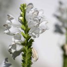 Obedient Plant Physostegia Virginiana Pink Flower 2000 Seeds Fresh Seeds