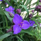 Ohio Spiderwort Drought Resistant Tradescantia Ohiensis Garden Flower 1000 Seeds Fresh Seeds