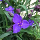 Ohio Spiderwort Tradescantia Ohiensis Flower 2000 Seeds Fresh Seeds