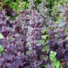 Orach Orach Mountain Spinach Herb 2000 Seeds Fresh Seeds
