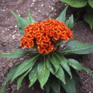 Orange Celosia Flower Cockscomb 1000 Seeds Fresh Seeds