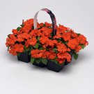 Orange Impatiens Beacon Garden Flower 150 Seeds Fresh Seeds