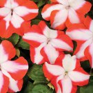 Orange Star Impatiens Flower 25 Seeds Fresh Seeds