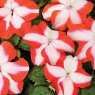 Orange Star Impatiens Flower 50 Seeds Fresh Seeds