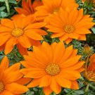 Orange Treasure Flower Gazania Ground Cover Plant 25 Seeds Fresh Seeds