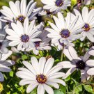 Osteospermum African Daisy Garden Flower Plant 250 Seeds Fresh Seeds