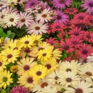 Osteospermum African Daisy Grand Canyon Garden Flower Mix 20 Seeds Fresh Seeds