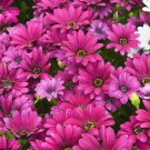 Osteospermum Ecklonis Akila Purple Flower African Daisies 20 Seeds Fresh Seeds