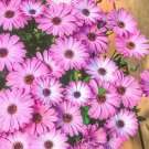 Osteospermum Lavender Shades Garden Flower 20 Seeds Fresh Seeds