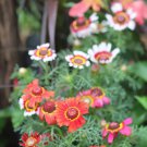 Painted Daisy Chrysanthemum Carinatum Flower 10000 Seeds Fresh Seeds