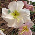 Pale Evening Primrose Xeriscape Garden Flower 2000 Seeds Fresh Seeds