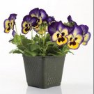Pansy Blueberry Thrill Cool Climate Flowers 50 Seeds Fresh Seeds