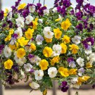 Pansy Cool Wave Mix Spreading Pansies Flower 15 Seeds Fresh Seeds