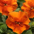 Pansy Flower Pansy Frizzle Sizzle Orange 100 Seeds Fresh Seeds
