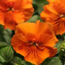Pansy Flower Pansy Frizzle Sizzle Orange 50 Seeds Fresh Seeds