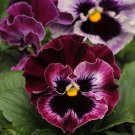 Pansy Flower Pansy Frizzle Sizzle Rasberry 100 Seeds Fresh Seeds
