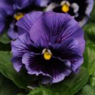 Pansy Frizzle Sizzle Blue Blue Pansies Flower 100 Seeds Fresh Seeds