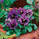 Pansy Frizzle Sizzle Blue Blue Pansies Flower 50 Seeds Fresh Seeds