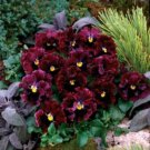 Pansy Frizzle Sizzle Burgundy 50 Seeds Fresh Seeds