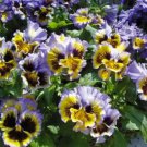Pansy Frizzle Sizzle Yellow/Blue Swirl 100 Seeds Fresh Seeds