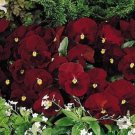 Pansy Mammoth Big Red Raw Pansy Flower 50 Seeds Fresh Seeds