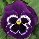 Pansy Mammoth Viva La Violet Pansy 50 Seeds Fresh Seeds