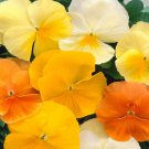 Pansy Panola Xp Citrus Mix Pansy Flower 100 Seeds Fresh Seeds
