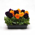 Pansy Panola Xp Halloween Mix Primed Pansy 50 Seeds Fresh Seeds