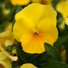 Pansy Pansy Coronation Gold Flower 2000 Seeds Fresh Seeds