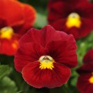 Pansy Scarlet Pansy Flower 1000 Seeds Fresh Seeds