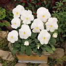 Pansy Clear Crystal White Flower 2000 Seeds Fresh Seeds
