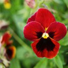 Pansy Flame Giant Pansy Flower 1000 Seeds Fresh Seeds