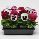 Pansy For Sale Pansy Matrix Raspberry Sundae Mix 100 Seeds Fresh Seeds