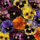 Pansy Pansy Frizzle Sizzle Mix 100 Seeds Fresh Seeds