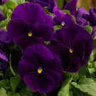 Pansy Pansy Majestic Clear Purple Flowers 50 Seeds Fresh Seeds
