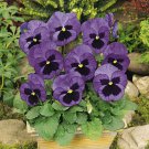 Pansy Pansy Matrix Ocean 50 Seeds Fresh Seeds